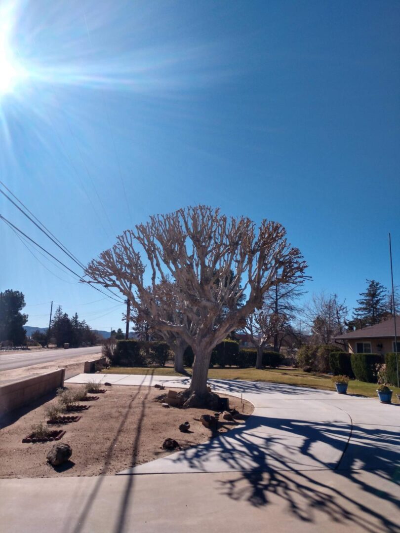 A tree near the road
