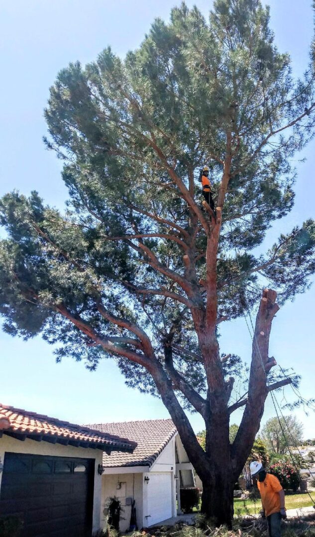 Man on the tree