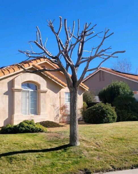 a tree without leaves in front of a house