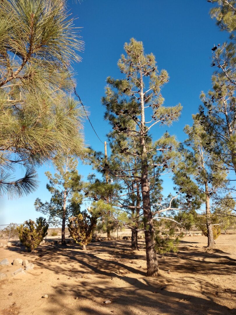 Huge pine trees
